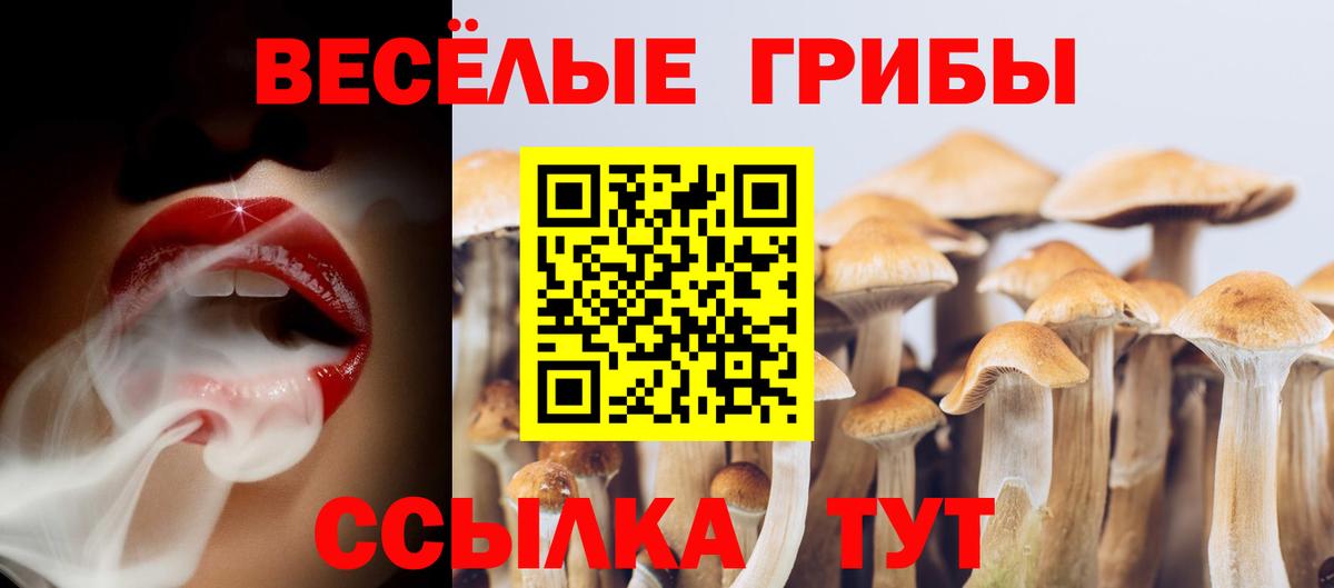 Псилоцибиновые грибы Psilocybine cubensis Новоалтайск